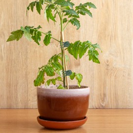 Husalsea 100 Pieces Butterfly Orchid Clip Sunflower Shape Plant Clips Orchid Clips Inconspicuous Plant Clips for Climbing Plants Suitable for Phalaenopsis Orchid, Ivy, Tomato and Pepper