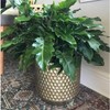 Philodendron Xanadu Winterbourn - Size: 6in Pot, 17-20in