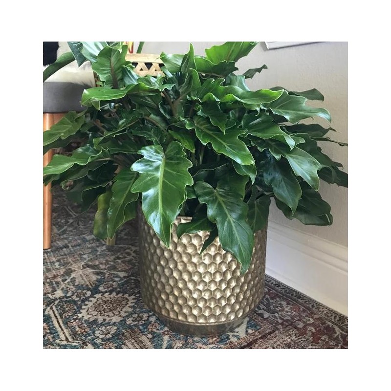 Philodendron Xanadu Winterbourn - Size: 6in Pot, 17-20in