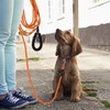 Training Lead For Dogs - 10M 20M 30M Long Line