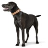 Hunter Swiss Nickel Pale Leather Collar, 41,0-49,0 cm, Natur/Beige