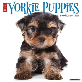Just Yorkie Puppies 2025 12" x 12" Wall Calendar