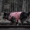 OneTigris Large Tactical Dog Harness, No Pulling Adjustable Dog Vest