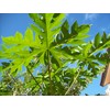 Papaya Leaf 10 Whole -Dried Organic -Pure-home Grown-10 Leaves-organic Papaya