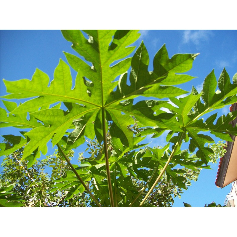 Papaya Leaf 10 Whole -Dried Organic -Pure-home Grown-10 Leaves-organic Papaya