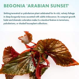 SubstrateSource Live Jungle Plants - Begonia Arabian Sunset (Begonia sp.) - Medium to High Light, Bronze Red Orange Accent, Terrarium or Paludarium, Terrestrial Plant - Pot