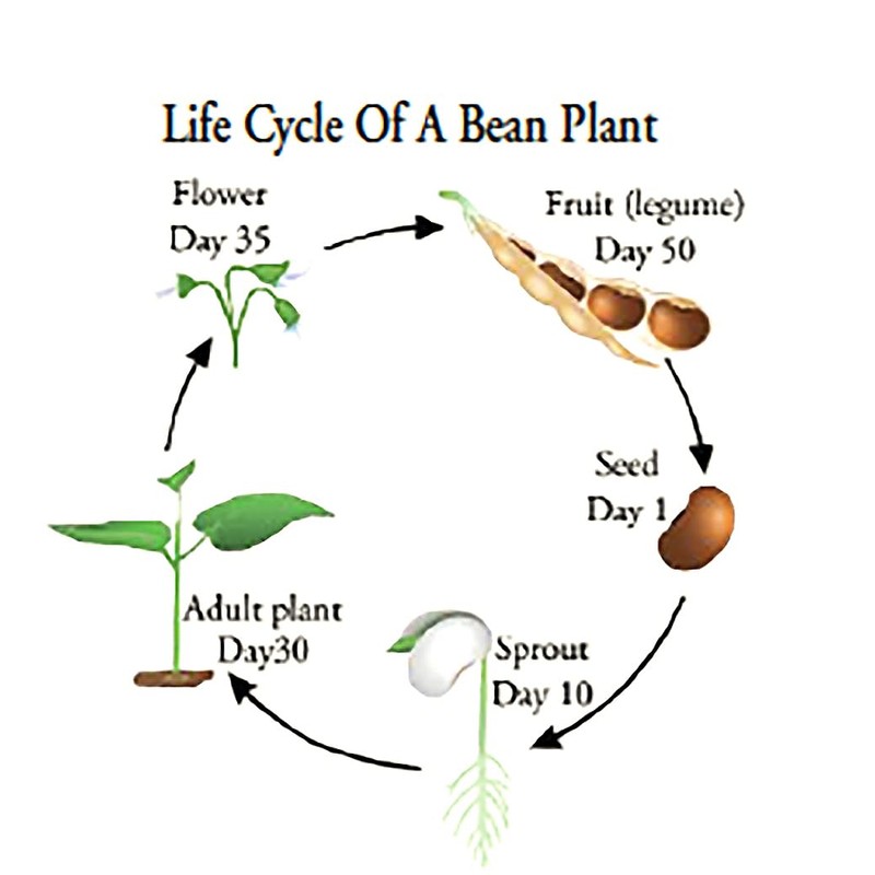 Henderson "Baby" Lima Bean Seeds