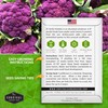 1 Pack Di Sicilia Violetto Purple Cauliflower Seeds for Planting