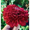 TomorrowSeeds - Meteor Burgundy Zinnia Seeds - 900+ Count -