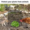 Hi Sasara 3 Sets Wire Plant Protectors Cage,11.8" Dia x