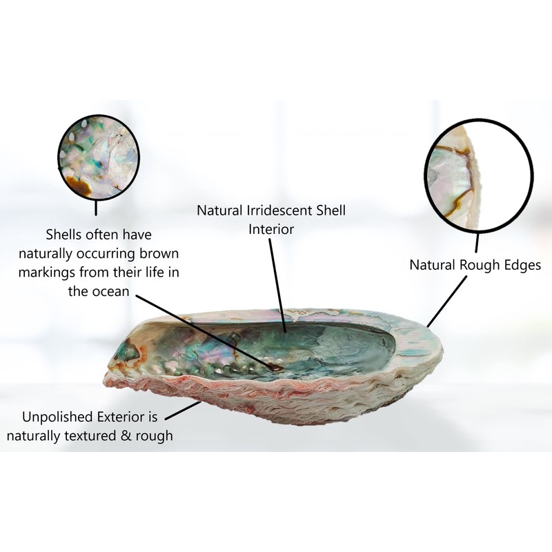 Abalone Shell Large 14-17cm Naturally Beautiful