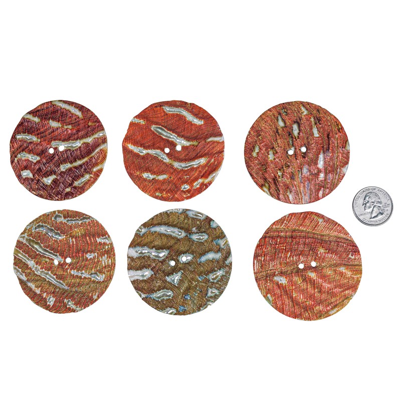 One (1) Australian Abalone Button: 100-Line 63.5mm (2.5")