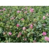 FEEDERS OUTDOORS 10 LBS RED CLOVER FOOD PLOT SEED FOR