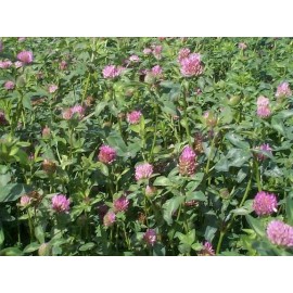 FEEDERS OUTDOORS 10 LBS RED CLOVER FOOD PLOT SEED FOR DEER, TURKEY, WILDLIFE, COATED SEED