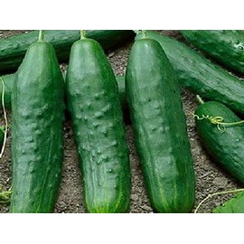 200 Cucumber Seeds Straight Eight Heirloom - Non-GMO - Always Fresh Seeds! - Planting Seeds for Home Vegetable Garden