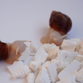 Begeterday Cuttlebone for Snails, Snail Terrarium Supplies