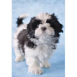 Shih Tzu Dog Jigsaw Puzzle for Adults 500 Pieces Wood Puzzle Art DIY Toy Gift Fun Challenging Educational Gift Art Home Decor