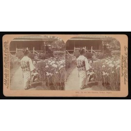 Unbranded Photo:In the Iris garden, Tokyo, Japan