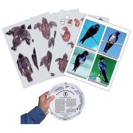Purple Martin Conservation Laminated Photos & Prognosticator