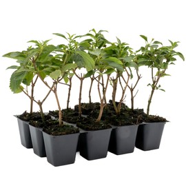 12 Dallas Red Lantana | Live Plants in 2.5-inch Nursery Cubes | Lantana Camara 'Dallas Red' Variety | Hardy Evergreen Perennial Shrub | Fiery Vibrant Blooms for Home & Garden