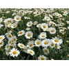 Sow Right Seeds - German Chamomile Seeds for Planting -