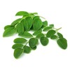 Moringa Leaf - Dried Moringa oleifera Leaf C/S 100% from