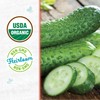 Back to The Roots 100% Organic Seed Packet - Cucumber