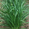 Chinese Leek Seeds - Flowering - 1 Oz ~10250 Seeds
