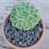 1 Lb 3/8 Indigo River Rock Cactus and Succulent Top