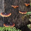 JAVERGGN Pack of 5 Mushroom Shelf Wall Decoration Small Wall