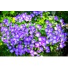 Tussock Bellflower Seeds - Campanula - Marde ross & Company