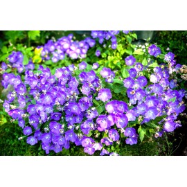 Tussock Bellflower Seeds - Campanula - Marde ross & Company