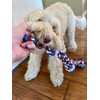 Pacific Pups Products 2 Pack Red & Blue - XL