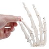 picoLab Hand Skeleton Model Hand Bone Model Hand Joint Left