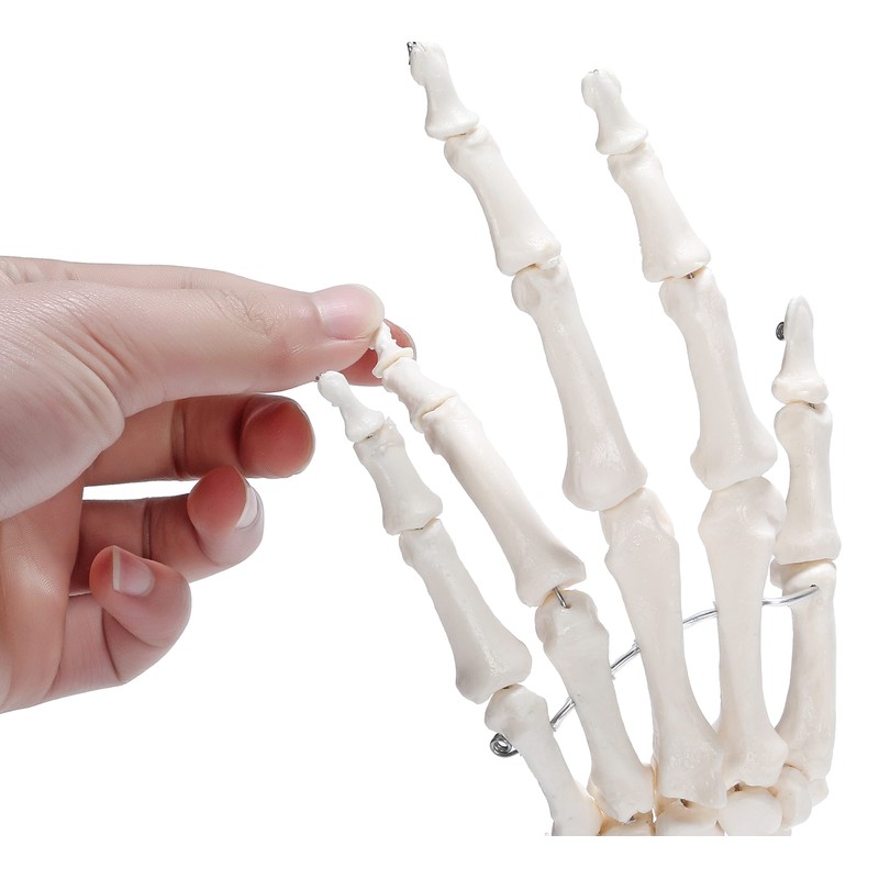 picoLab Hand Skeleton Model Hand Bone Model Hand Joint Left