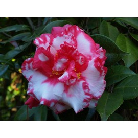 (1) - Daikagura Camellia Japonica - Starter Plant (4L) (1 Live Plant)