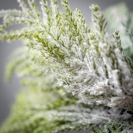 Sullivans 30" Norfolk Island Cedar Wreath, Christmas Wreath, Winter Wreath, Front Door Wreaths, Indoor & Outdoor Wreaths, Door, Entryway, Porch Décor