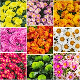 300+ Mixed Color Chrysanthemum Seeds for Planting - Heirloom Rare Landscape Flowers, Hardy Garden Flower Seeds