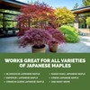 Japanese Maple Fertilizer – Liquid Plant Food for Vibrant Color,