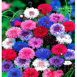 Dwarf Cornflower Double Polka Dot Mix 1000 Seeds + Freebie + Plant tag Centaurea Cyanus