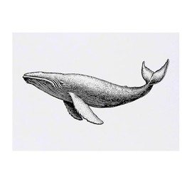 'Blue Whale Side View' Temporary Tattoo - Water Resistant, Skin-Safe, Non-Toxic Transfer (TO00082045)