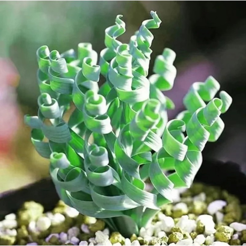 200PCS/BAG Green Succulents for DIY Bonsai and Potted Flowers -