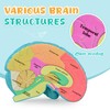 Skillssist Cross-Section Brain Model, Human Brain Anatomy Model for Kids,