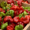 Hot Pepper Seeds - Mad Hatter - Packet - Vegetable