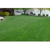 Soil Vigor Potassium Polymer – Superabsorbent Soil Conditioner – Improves