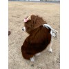 Dog/Cats Lion Mane Costume (Small)