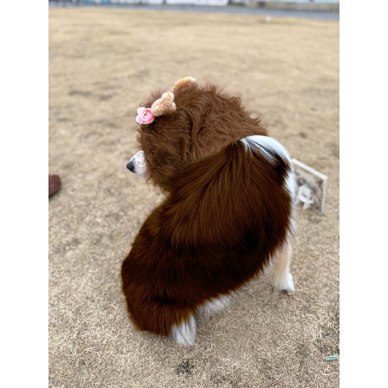 Dog/Cats Lion Mane Costume (Small)