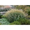 Miscanthus Adagio Grass | 1 Extra Large 3 Gallon Plants