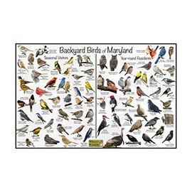 Where's Wildlife Backyard Birds of Maryland Bird Identification Poster Divided into Year-round Residents and Seasonal Visitors - Birdwatching Nature Chart (16" x 24")