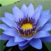 3 Pack Live Hardy Water Lilies Pre-Grown Tuber Rhizome Yellow,